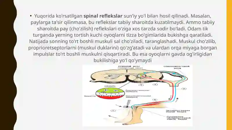 Orqa Miya 3