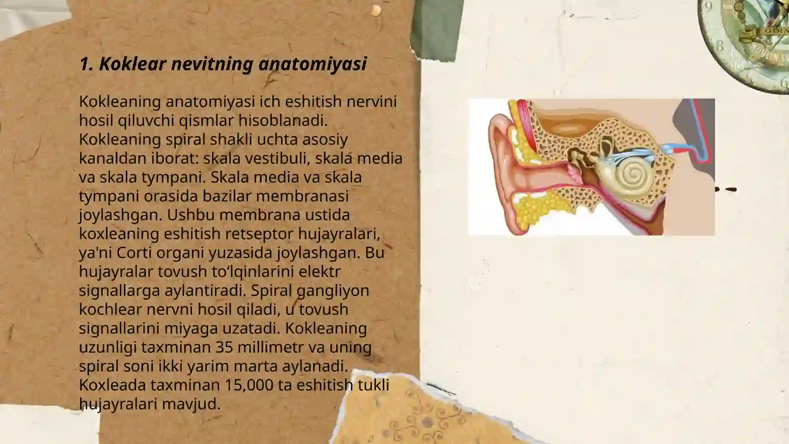 Koklear nevritning anatomiyasi 3