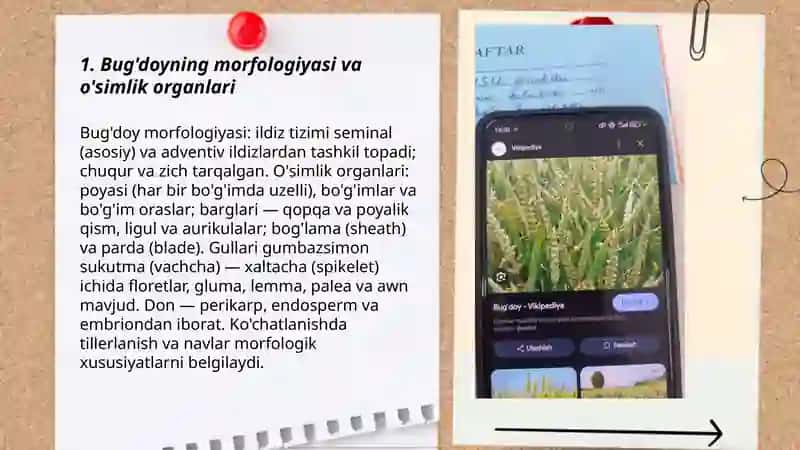 Bug'doy biologiyasi va yetishtirish texnologiyasi 3