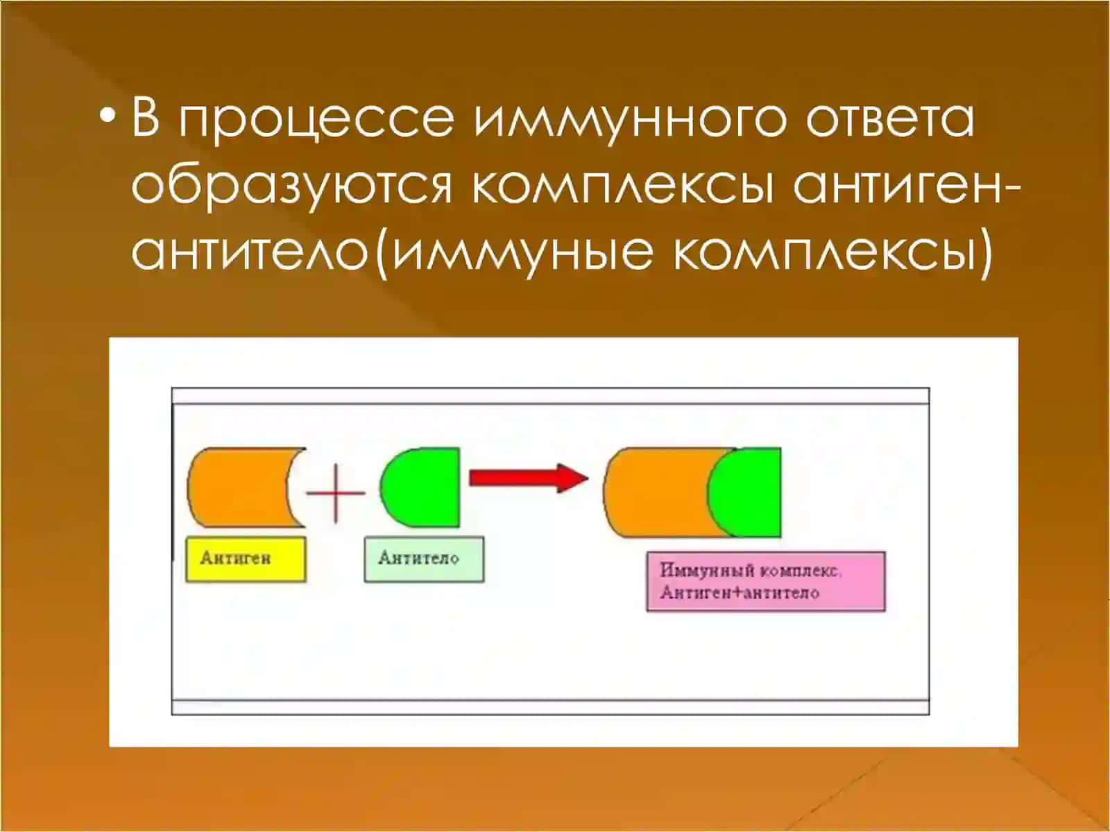 Иммунокомплексный тип повреждения 3