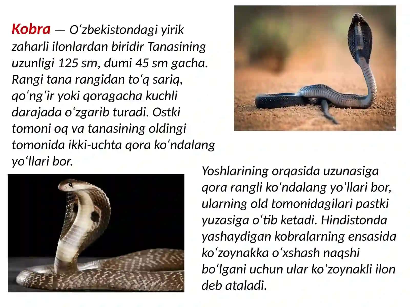 O‘rta Osiyo kobrasi– Naia oxiana eich 3
