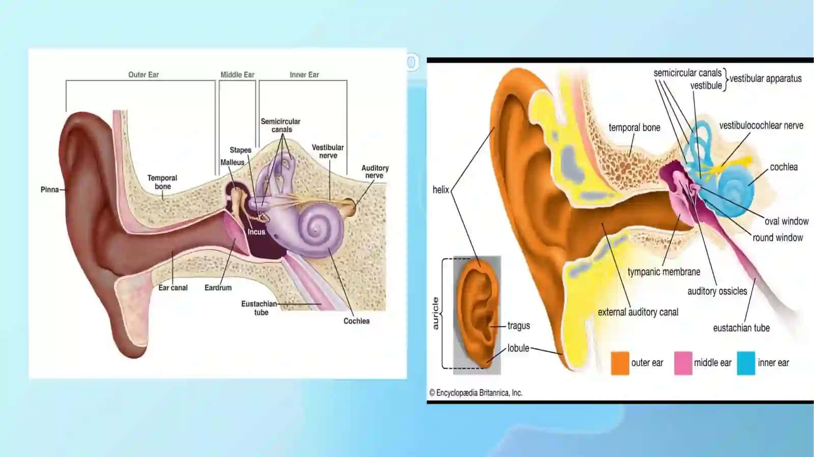 Eshitish analizatorining fiziologiyasi 3