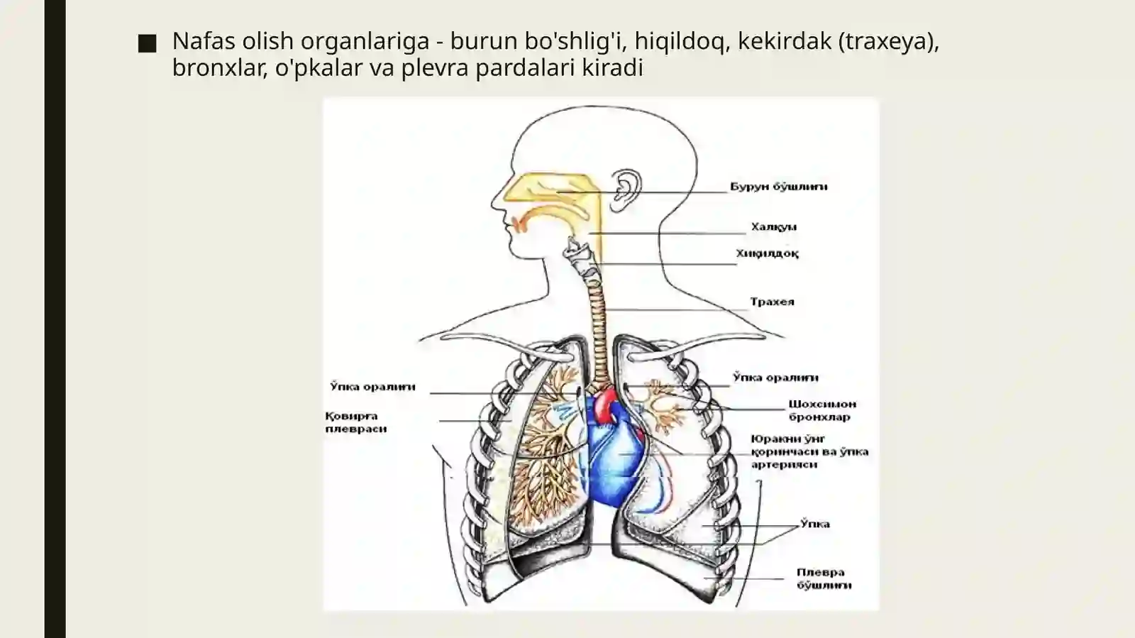 Nafas olish tizimi a’zolarining qiyosiy gistalogik tavsifi 3