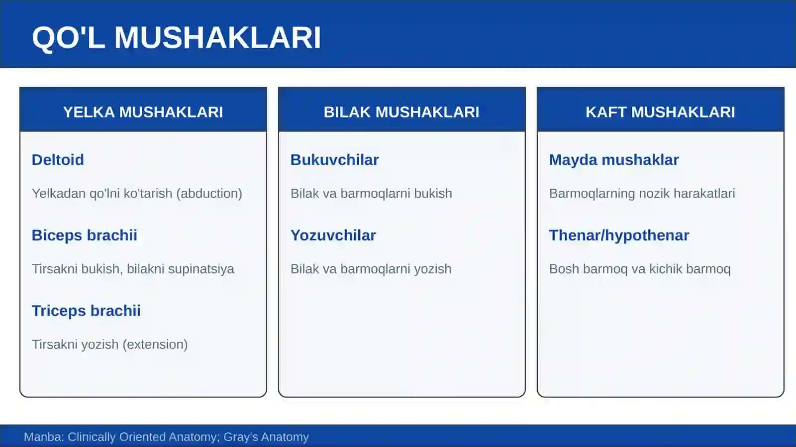 Qo'l va oyoq mushaklari, ularning yoshga qarab o'zgarishi 3