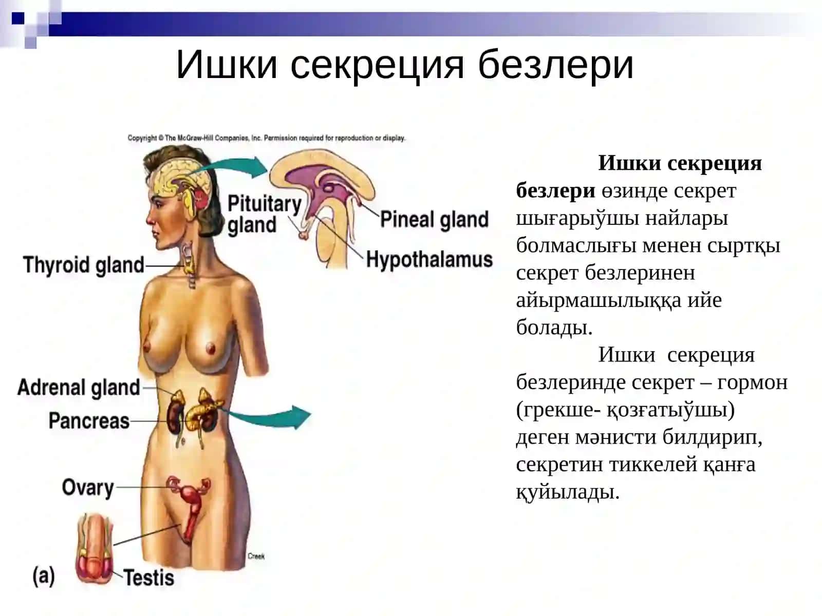 Ишки секреция безлери 3