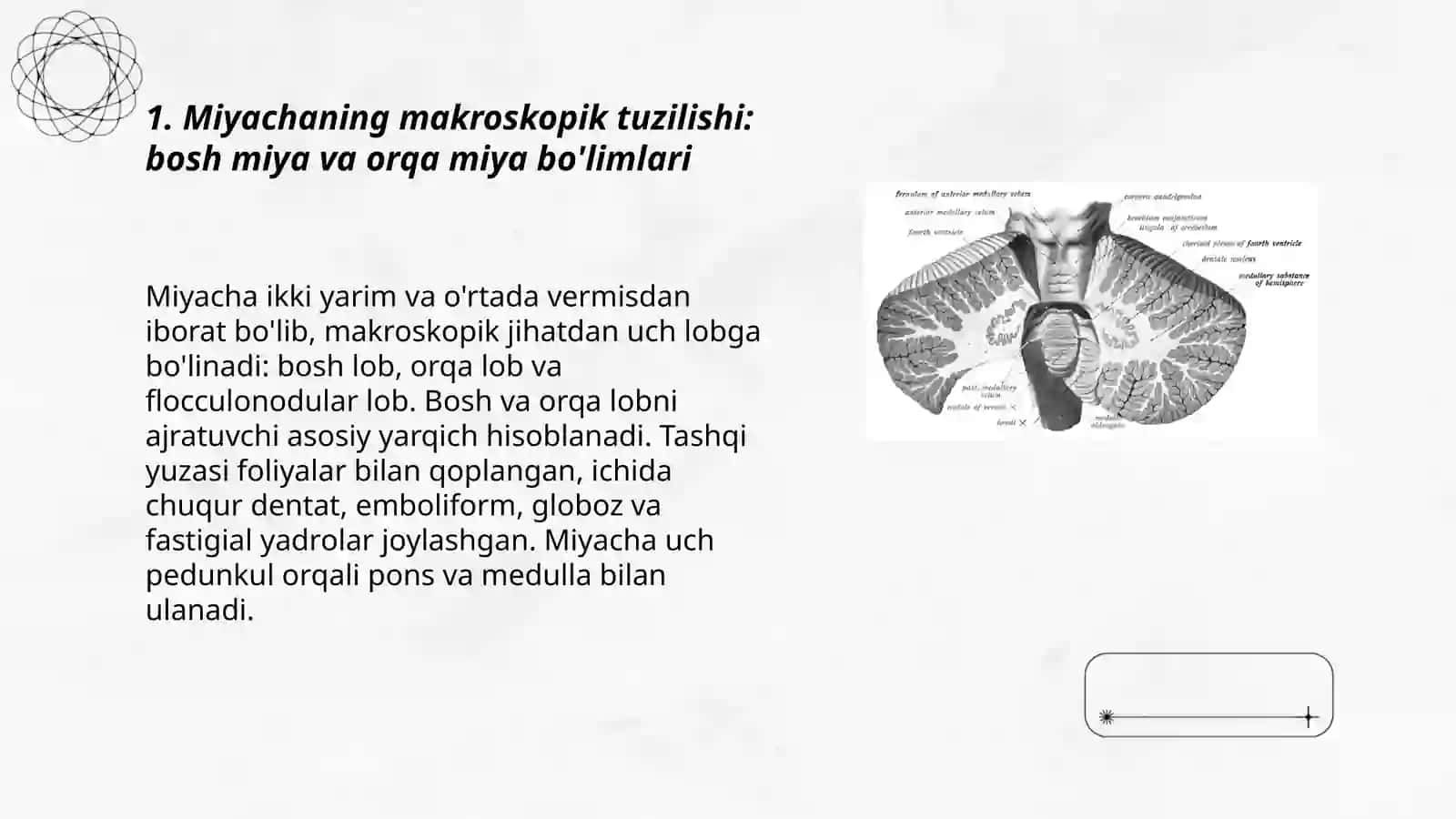 Miyachaning tuzulishi va yoshga qarab oʻzgarishi 3