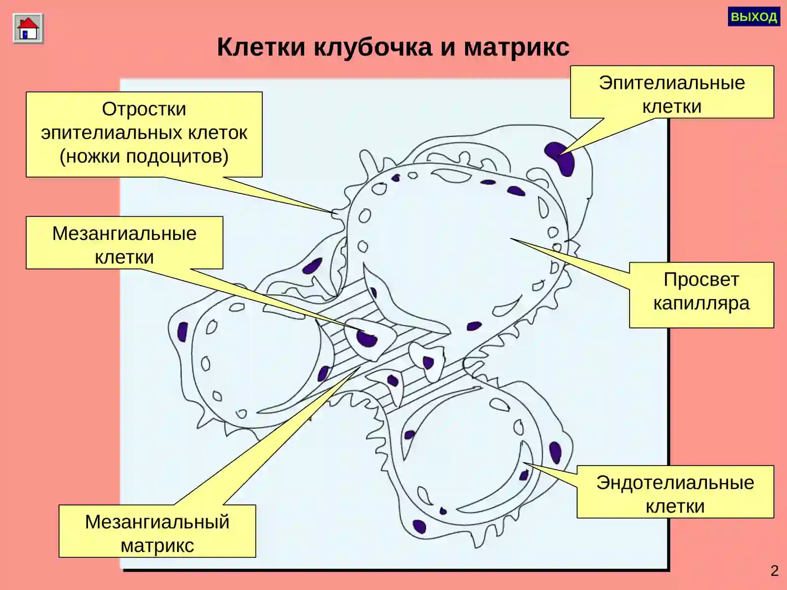 ГЛОМЕРУЛОНЕФРИТ 3