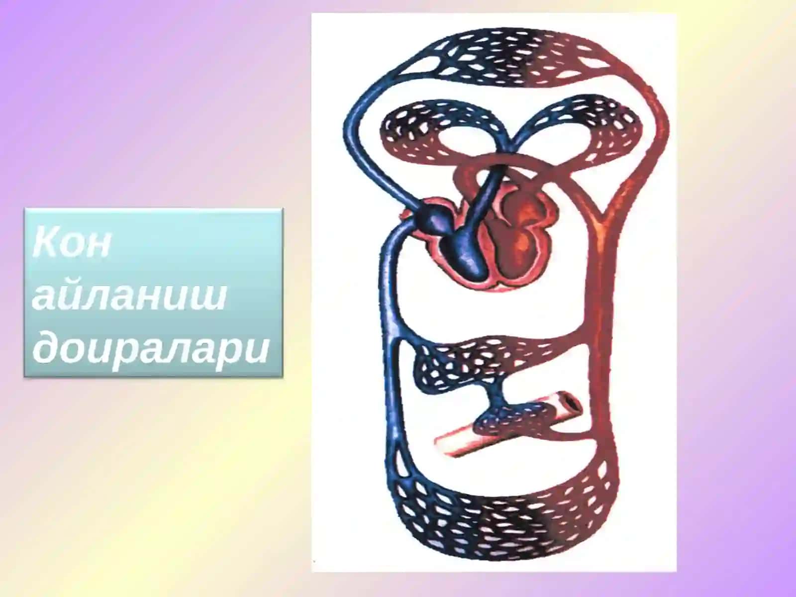Томирлар бўйлаб қон ҳаракати 3