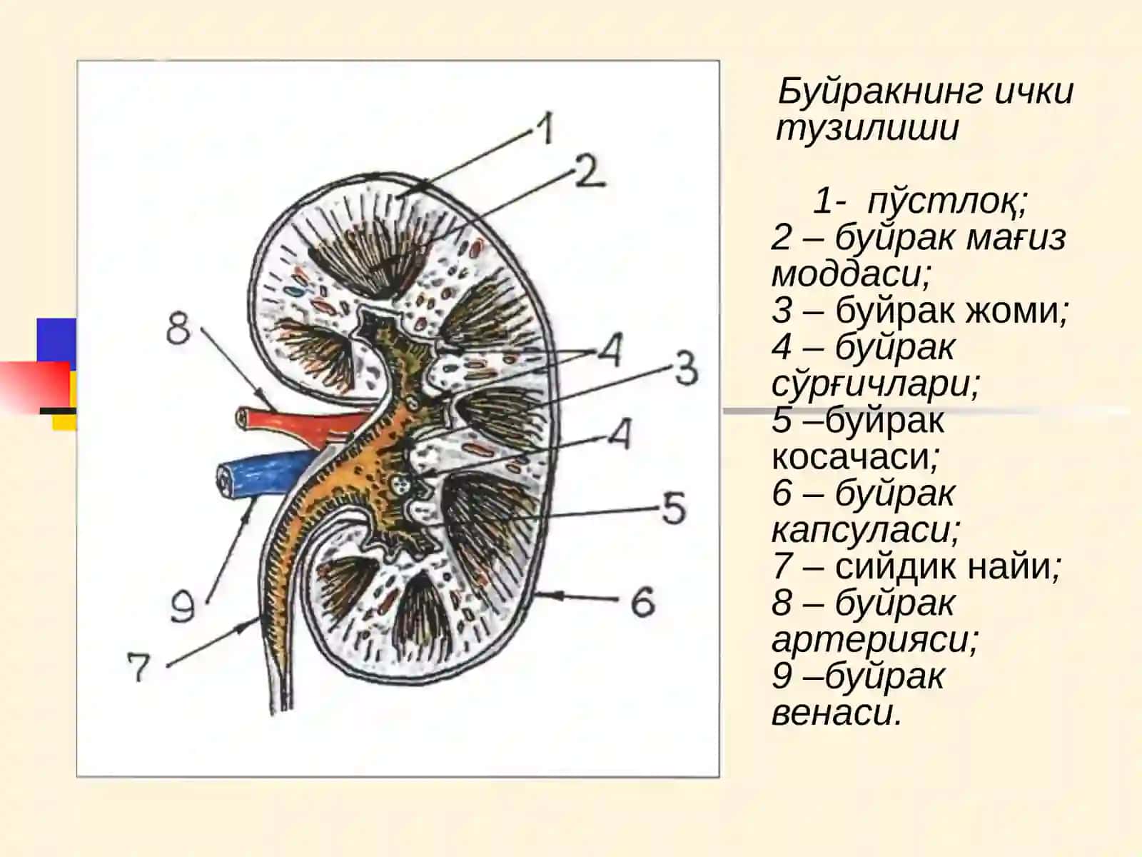 Буйрак Касалликлари 3