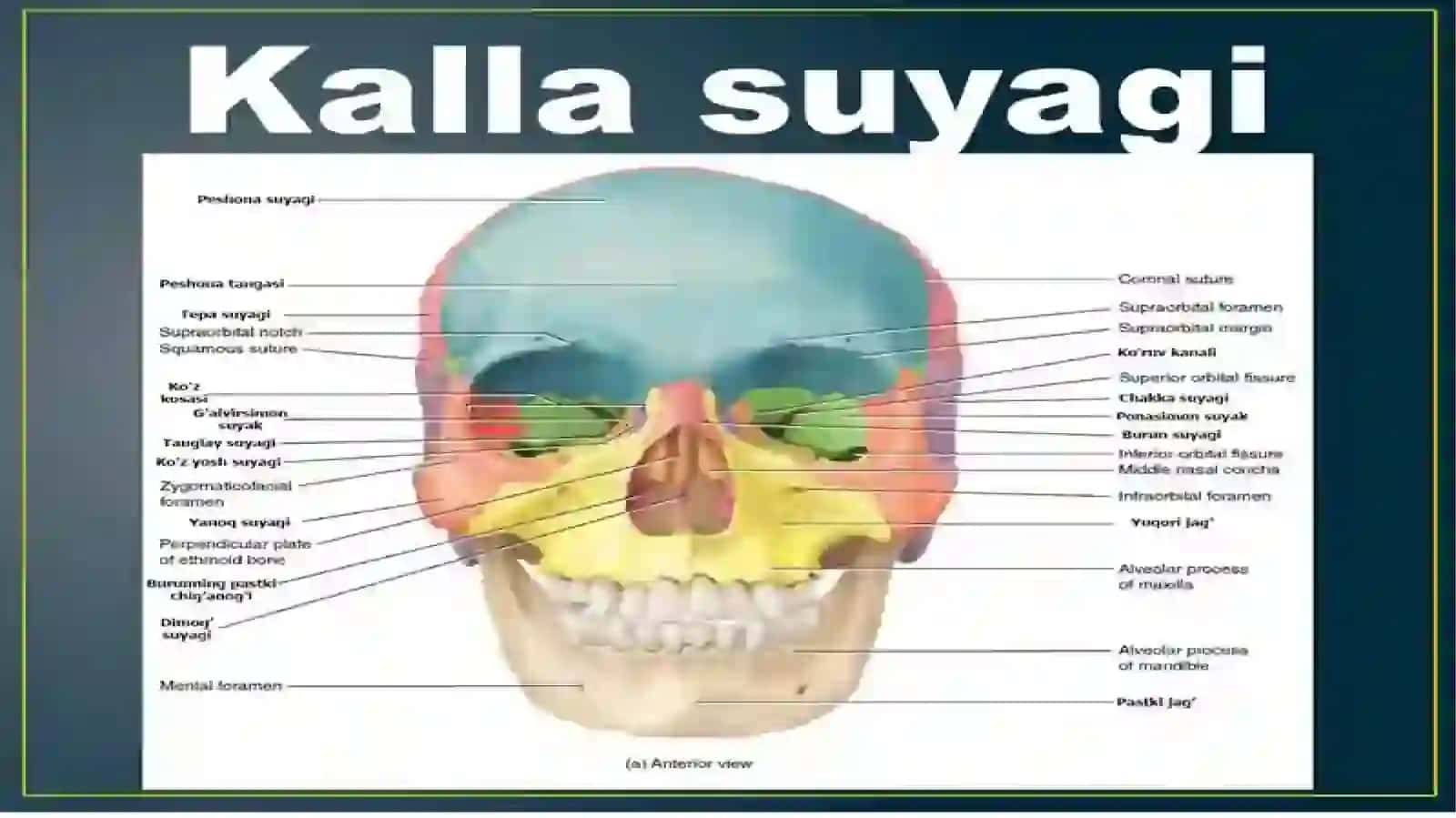 Yuqorijag‘vayuz sohasi fassial bo‘shliqlari ning anatomiyasi 3