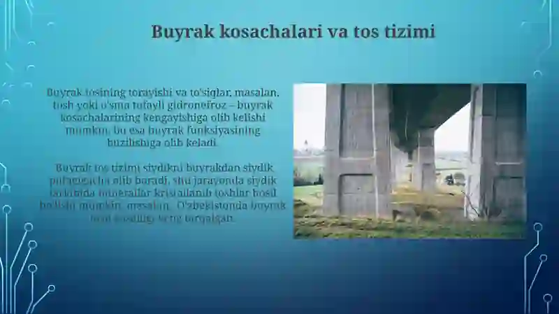 Buyrak va uning tuzilishi 3