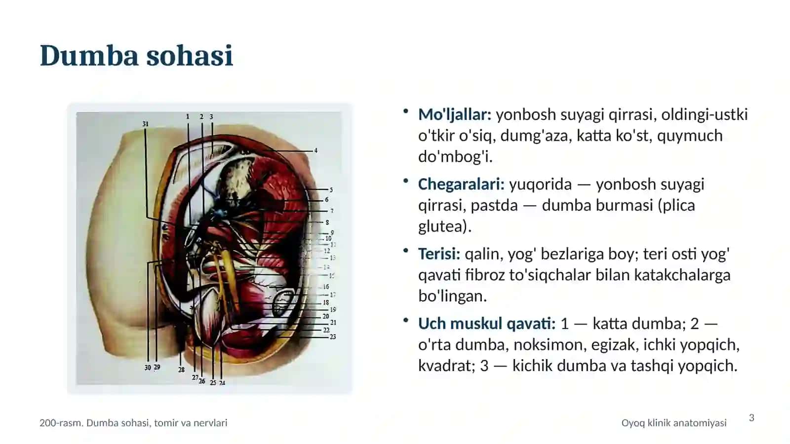 OYOQNING KLINIK ANATOMIYASI 3