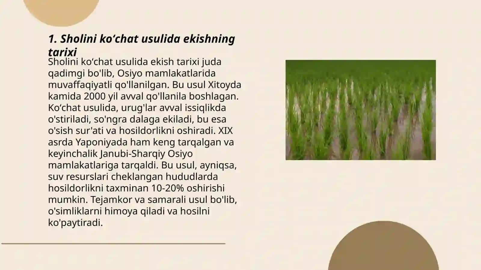 Sholini koʻchat usulida ekib yetishtirish texnologiyasi 3