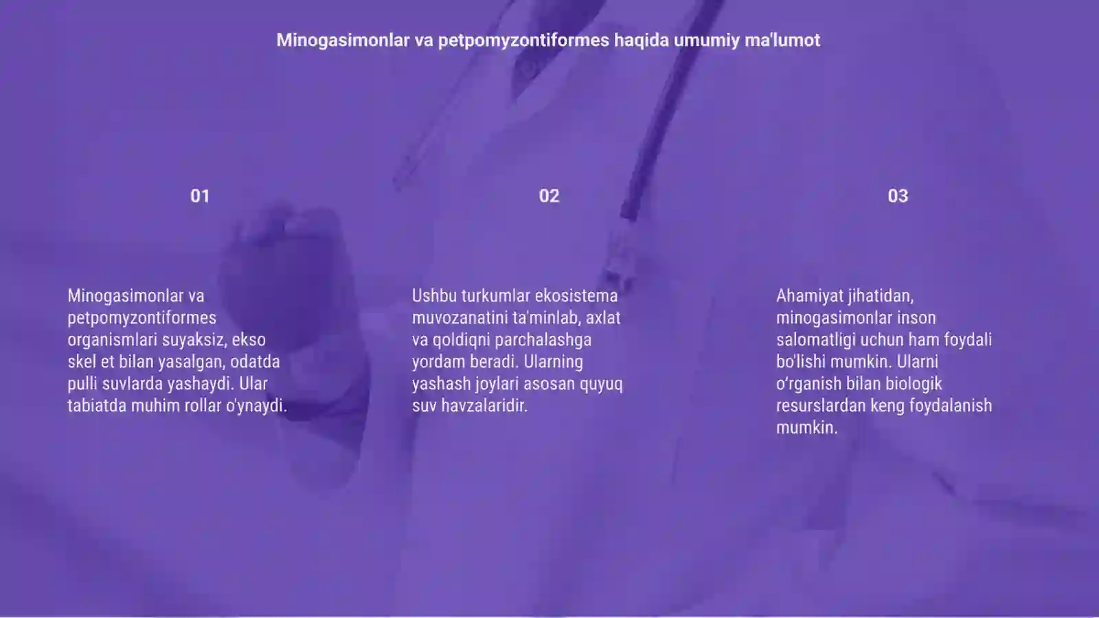 Minogasimonlar -petpomyzontiformes va miksinasimonlar-Myxiniflrmes turkumlari,ekologiyasi va ahamiyati 3