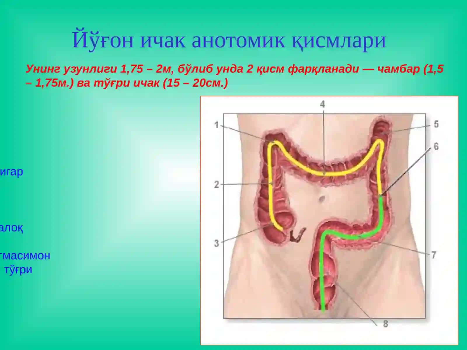 Йўғон ва тўғри ичак 3