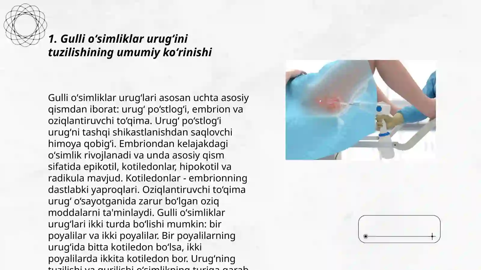 Gulli oʻsimliklarni urugʻini tuzilishi 3