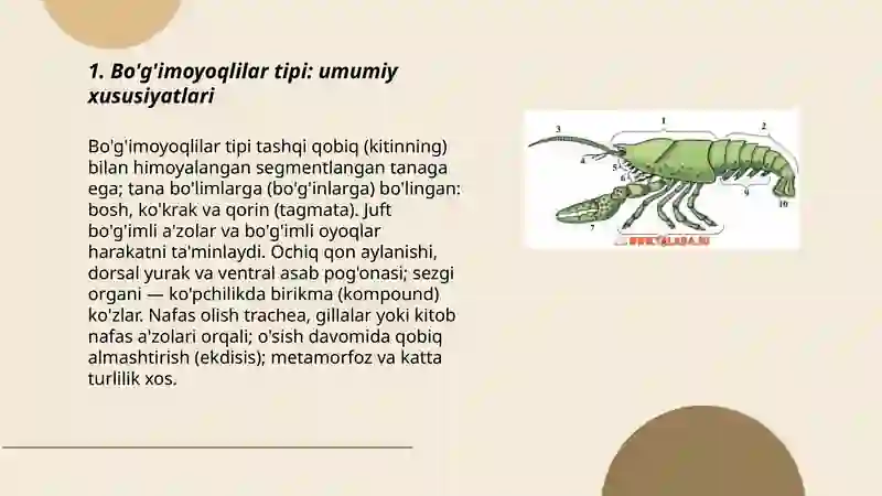 Bo'g'imoyoqlilar tipi 3