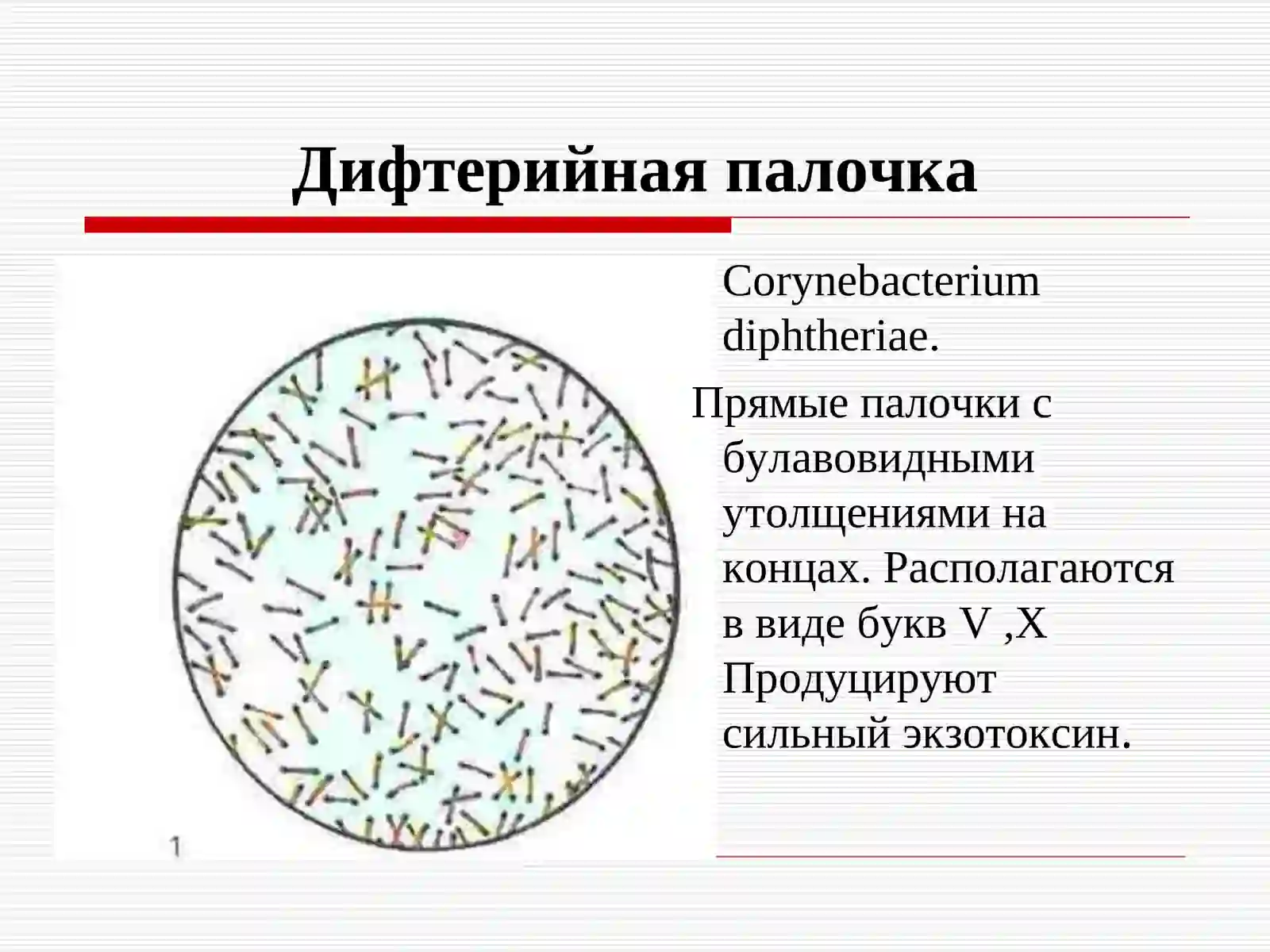 ДИФТЕРИЯ 3