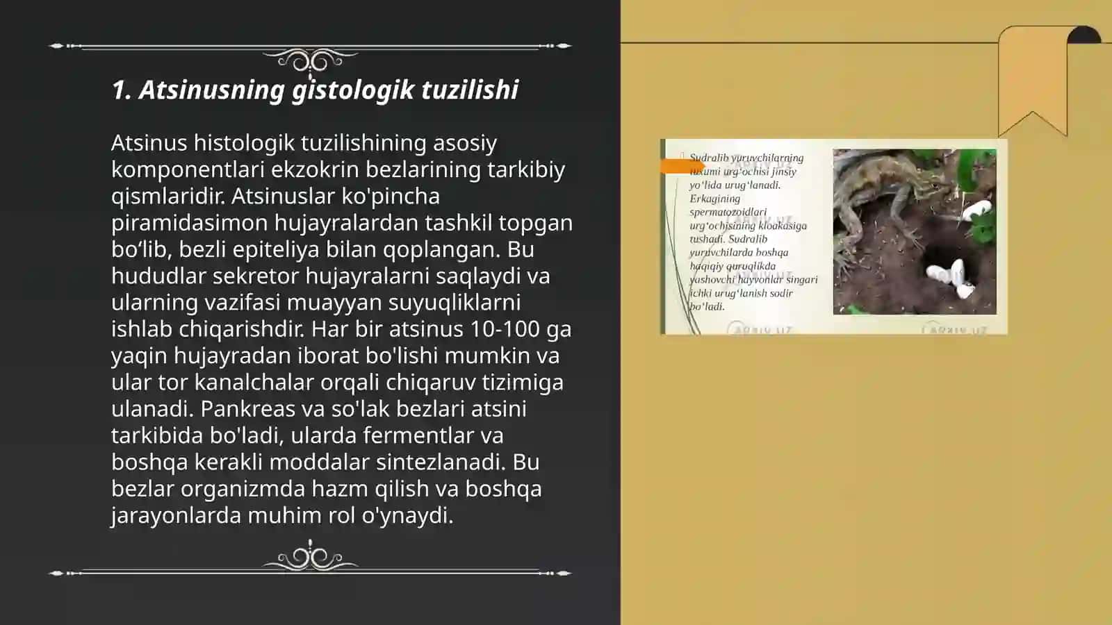 Atsinusning gistafiziologiyasi. Oʻpkaning regeneratsiyasi va transplantatsiyasi 3