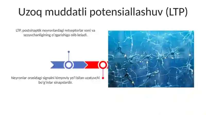 Sinapslar fiziologiyasi 3