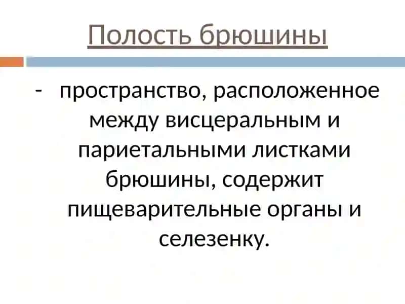 ТОПОГРАФИЧЕСКАЯ АНАТОМИЯ ЖИВОТА 3