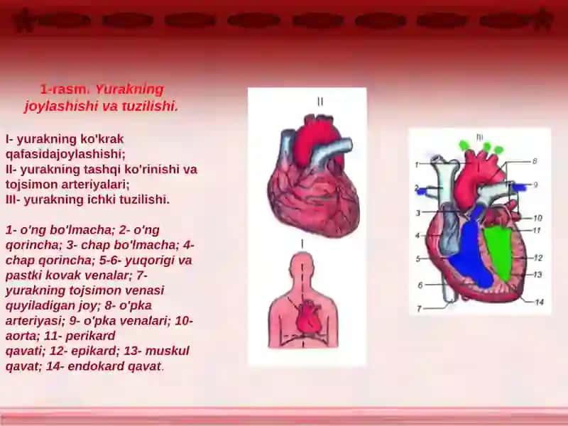 Qon aylanish sitemasi kasaliklari 3