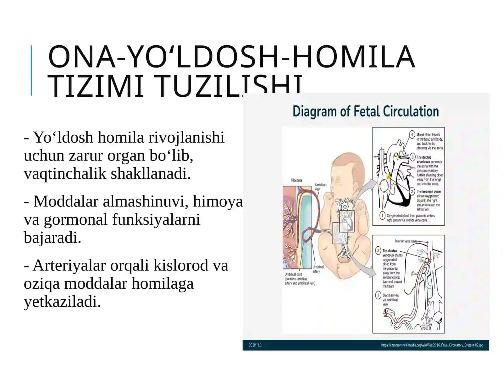 ona qornida qon aylanish tizimi 3