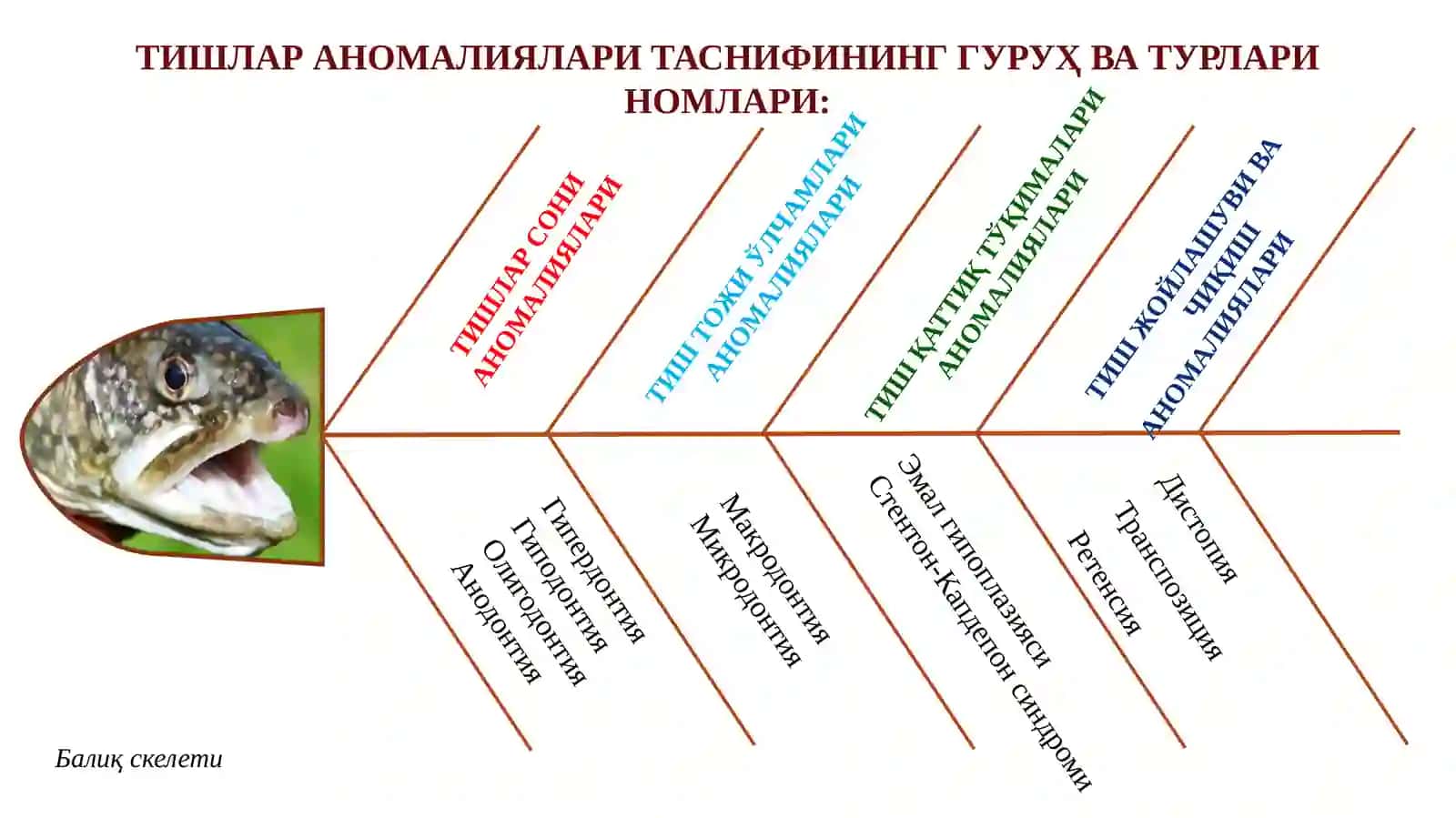 Тишлар ривожланиш аномалияларининг клиник шакллари ва таснифи 3