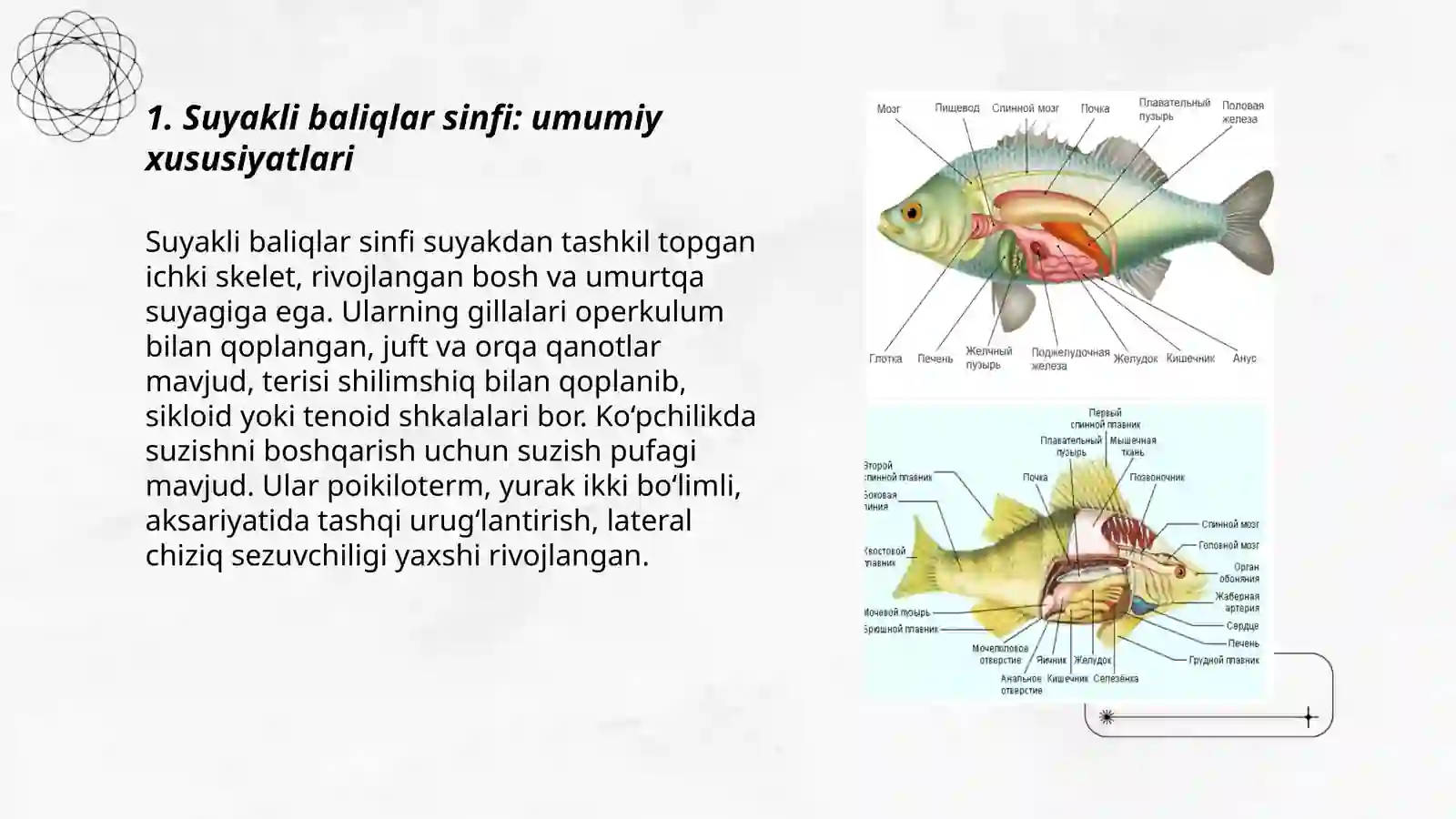 Suyakli baliqlar sinfi 3