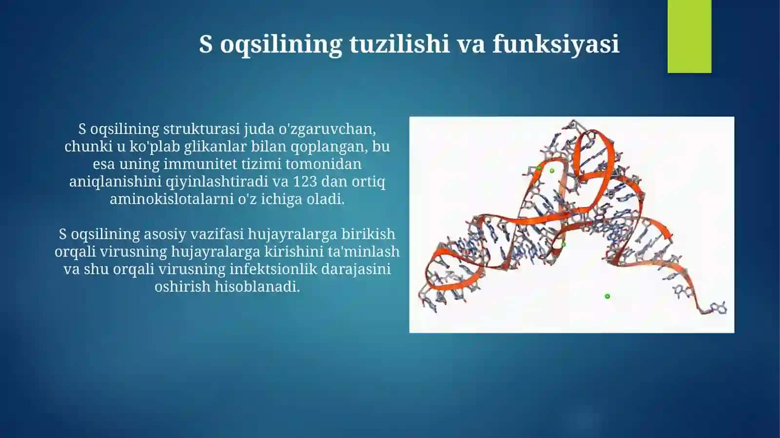 S oqsilining tuzilishi va funksiyasi 3