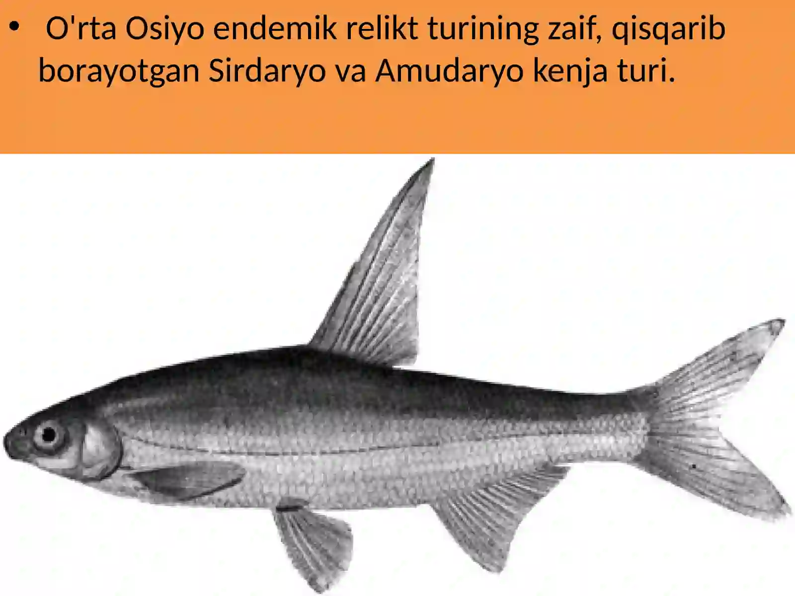 Capoetobramakuschakewitschi (orolparragi) 3