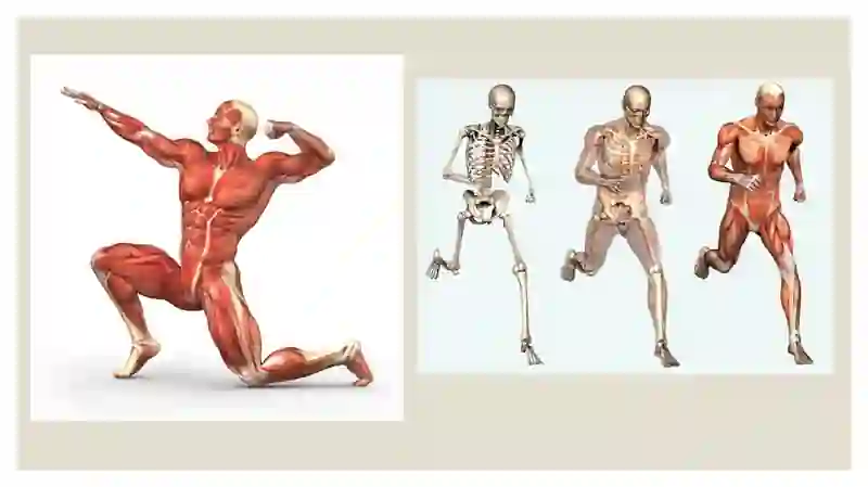 Muskullar 3