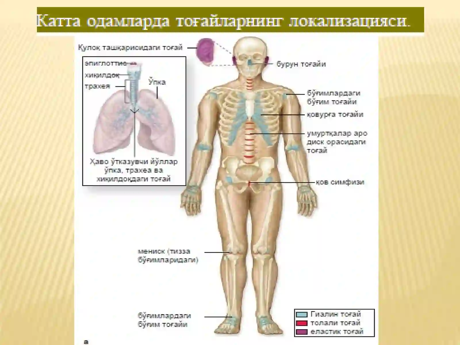 Тоғай ВА СУЯК ТУКИМАСИ 3