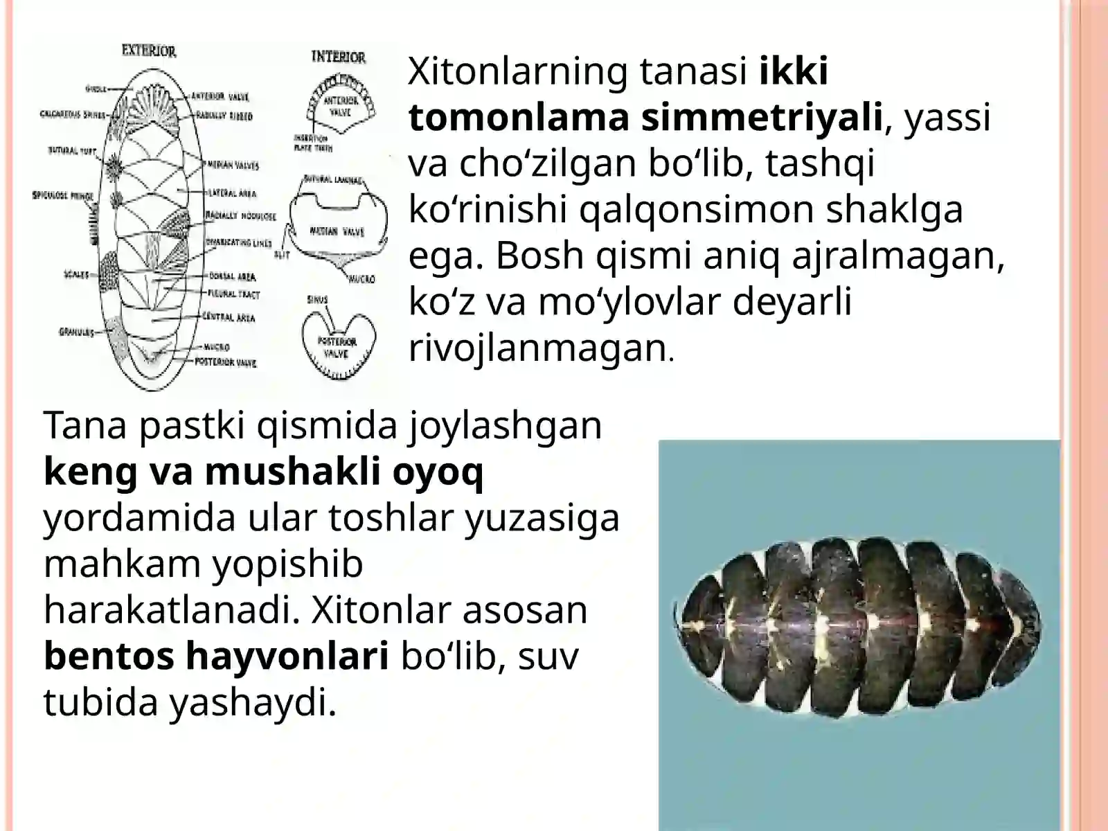 Xitonlar(qalqondorlar) sinfi 3