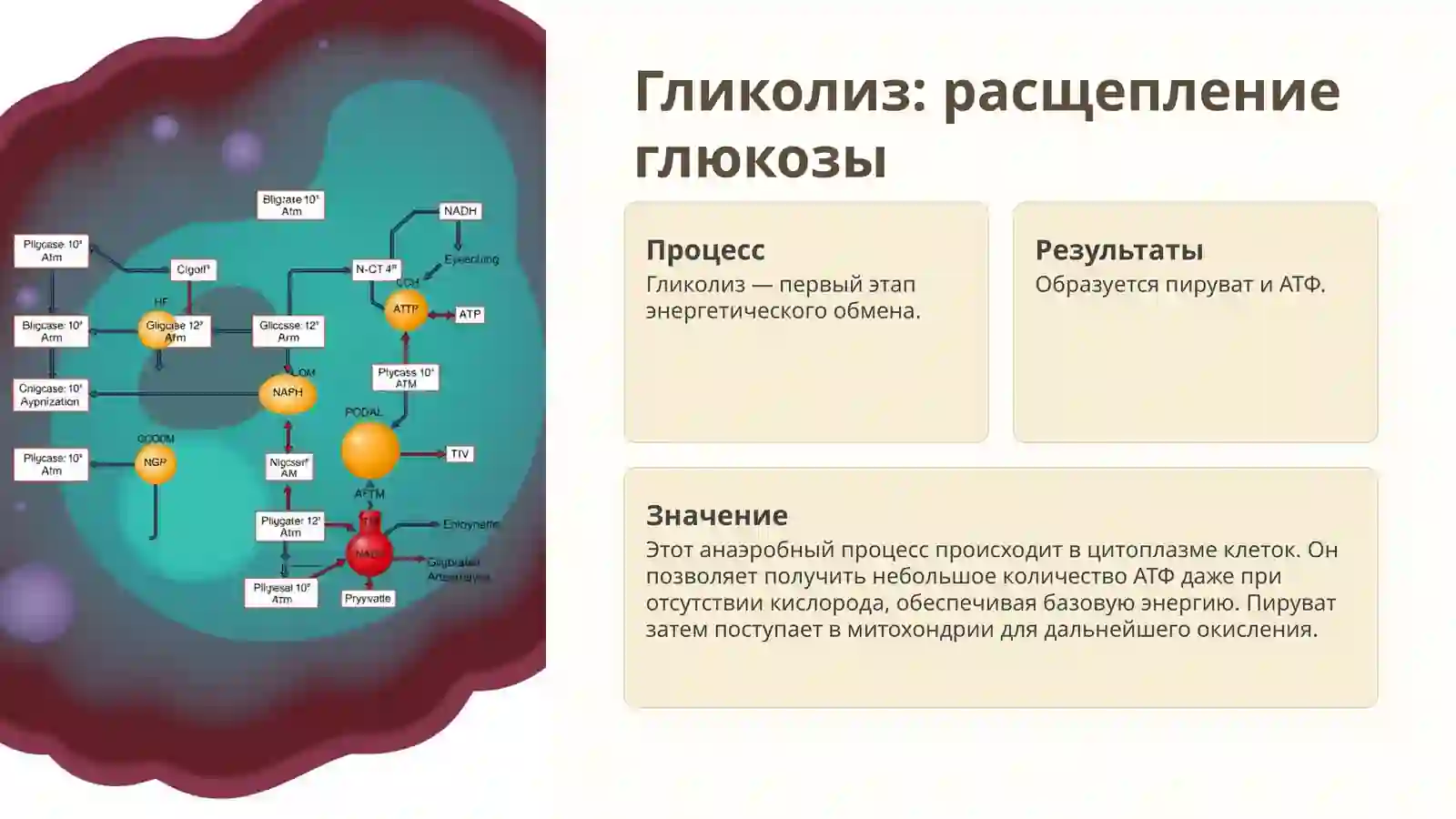 Обмен углеводов: Введение 3