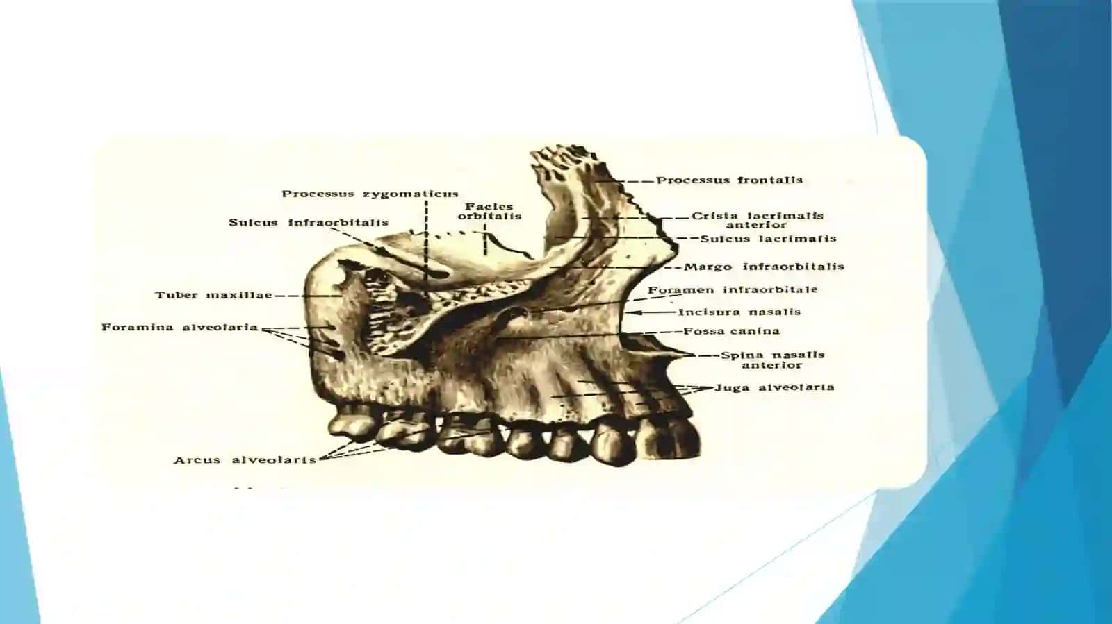 Yuqorijag’ning anatomik tuzulishi 3