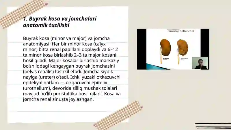 Siydik ayiruv yoʻllar:buyrak kosa va jomchalari siydik nayi,siydik qopi ularning tuilishi va ahamiyati 3