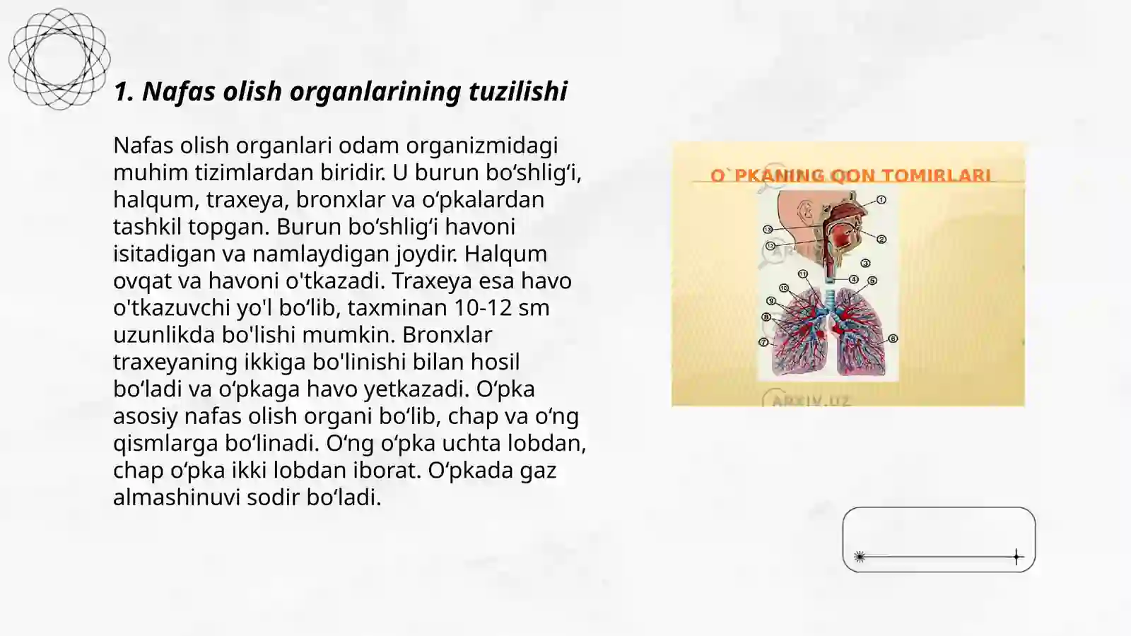 Nafas olish tizimi 3