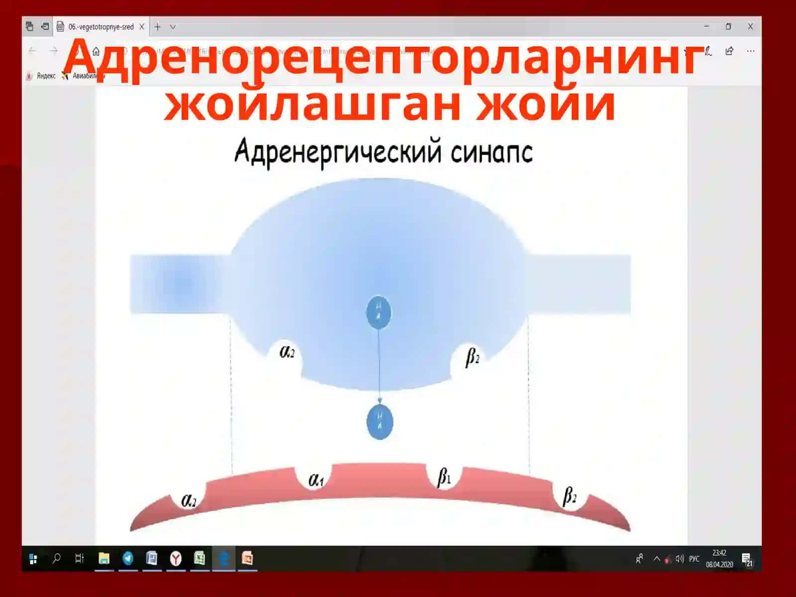 Адренорецепторларга таъсир этувчи воситалар 3
