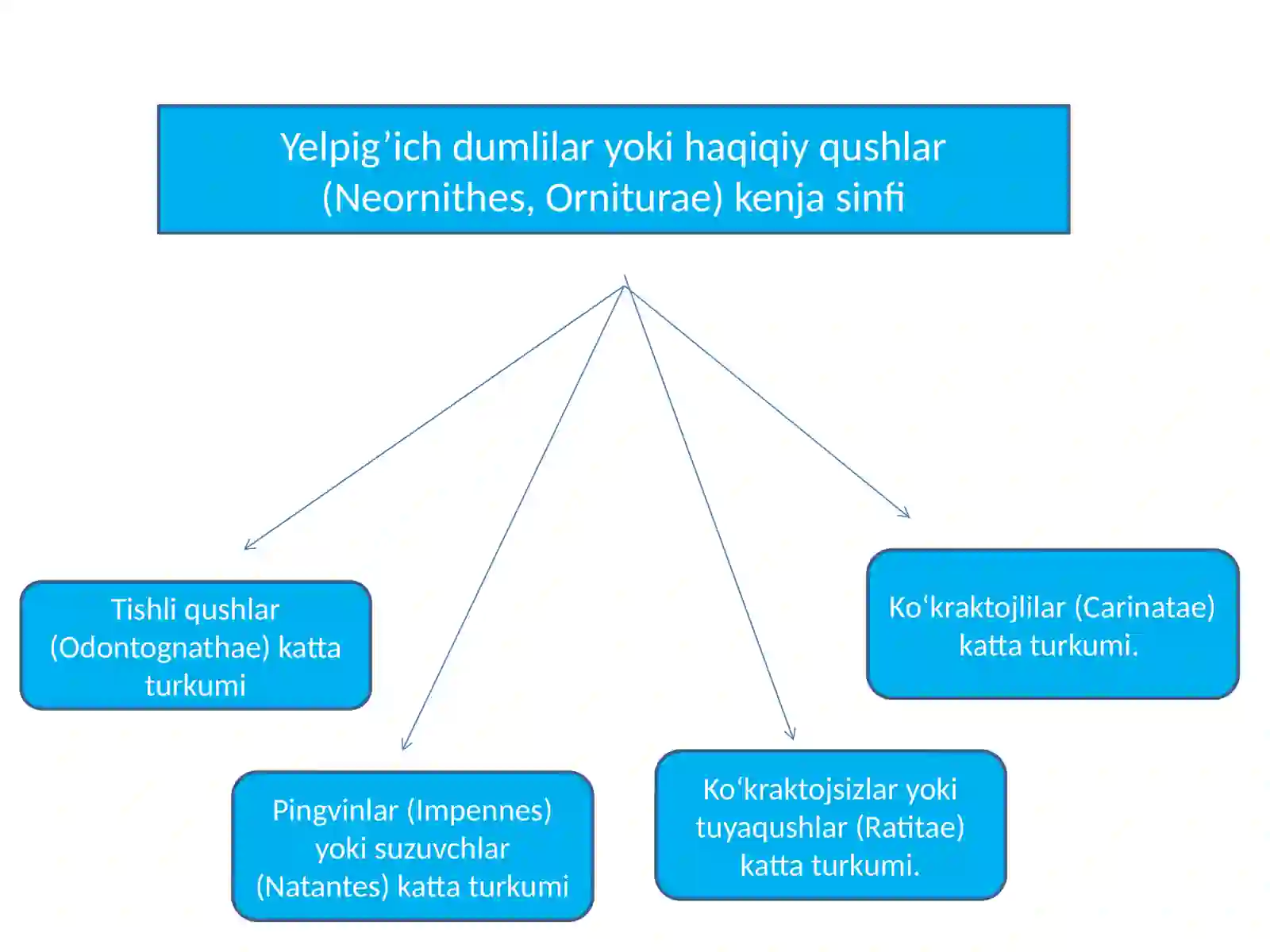QUSHLAR SINFI (AVES) 3