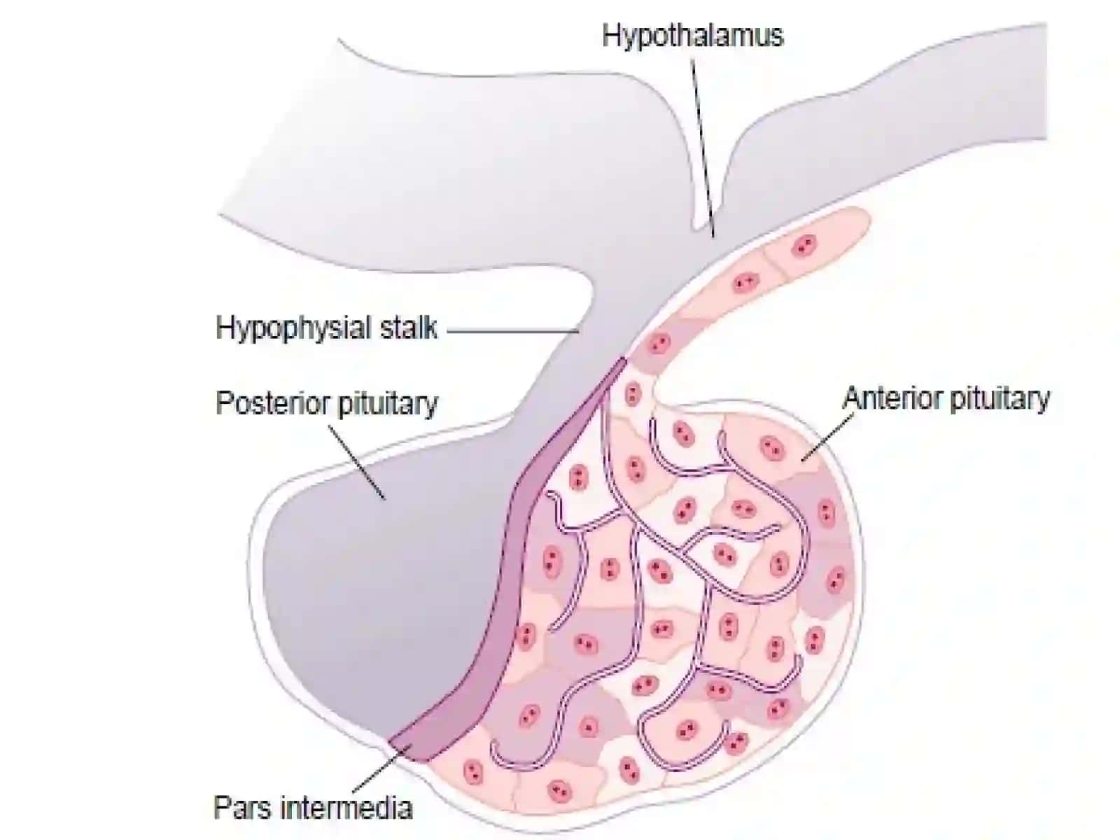 Pituitary glands 3