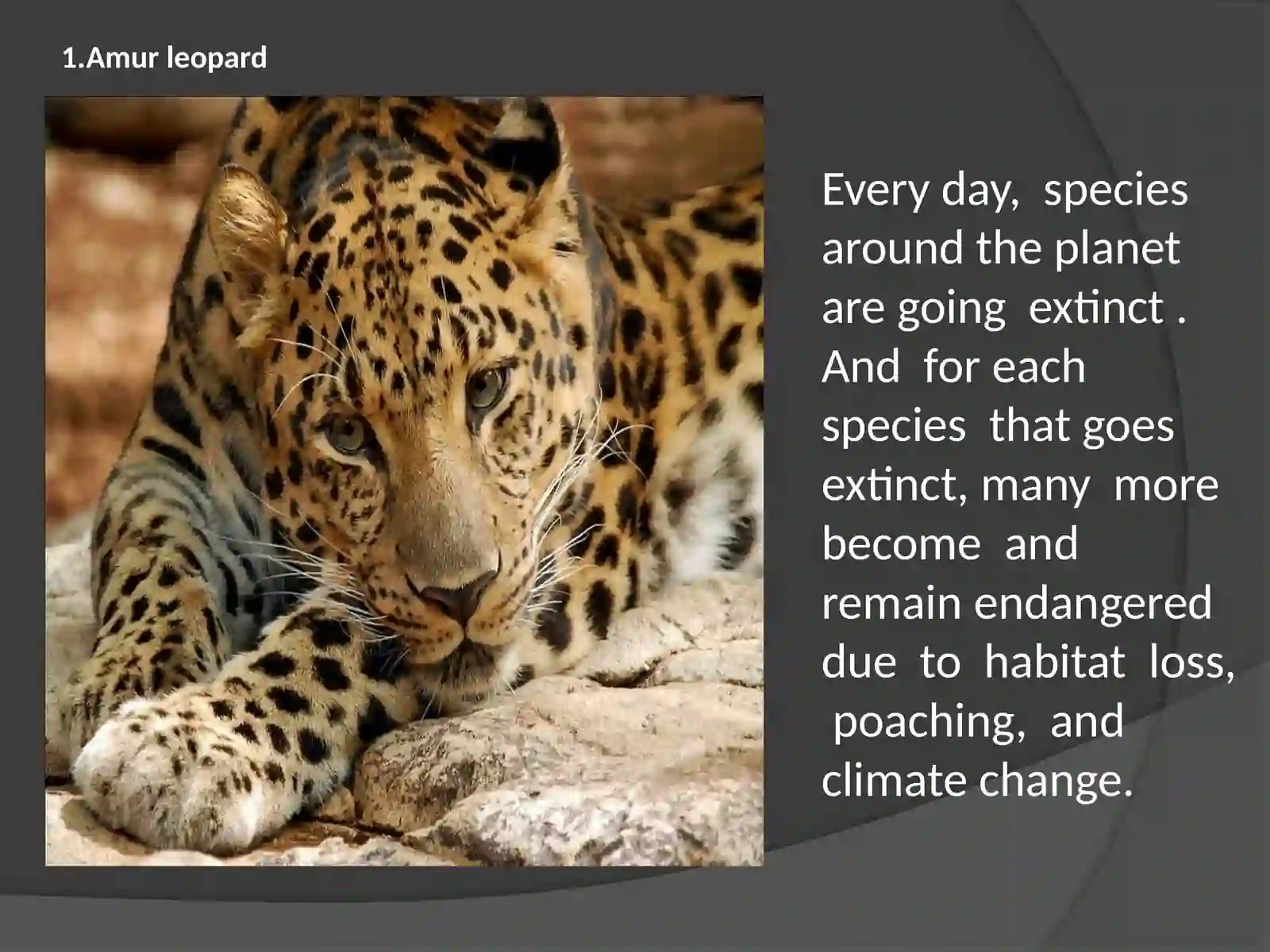 Rarest Animals on the Planet 3