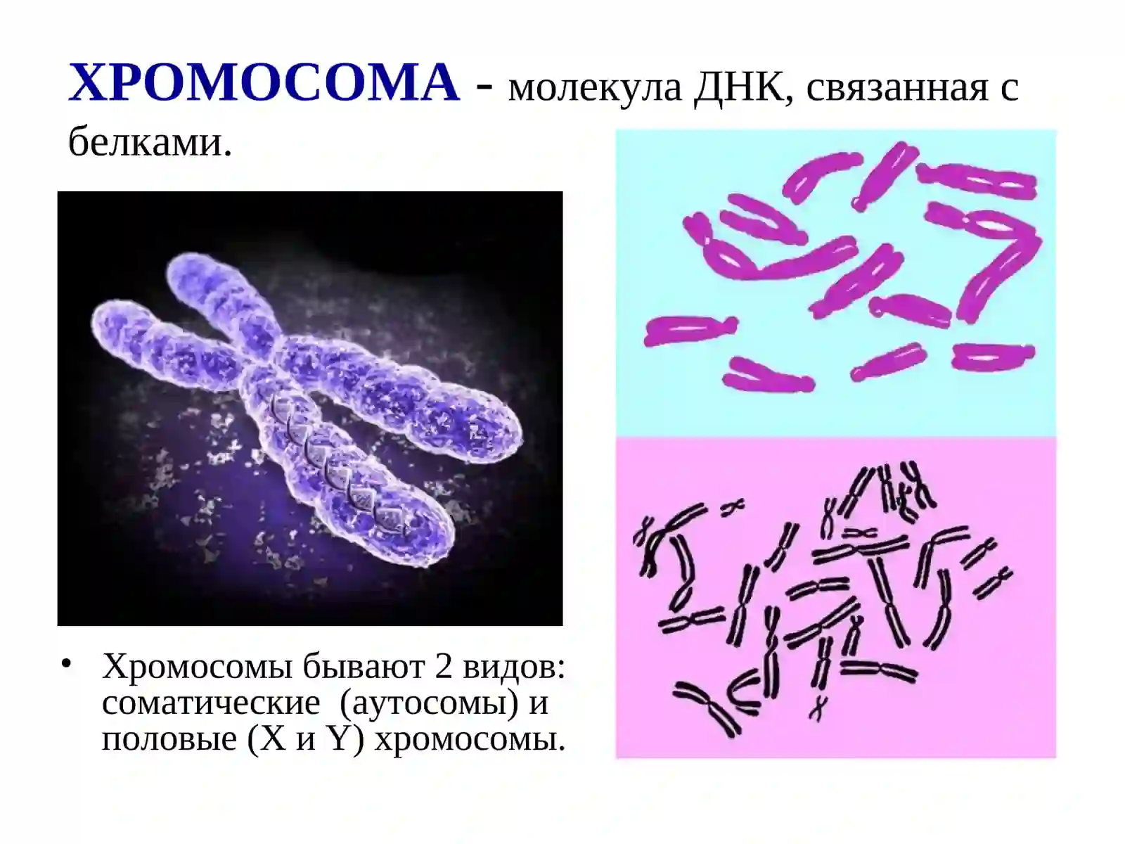 ХРОМОСОМЫ 3