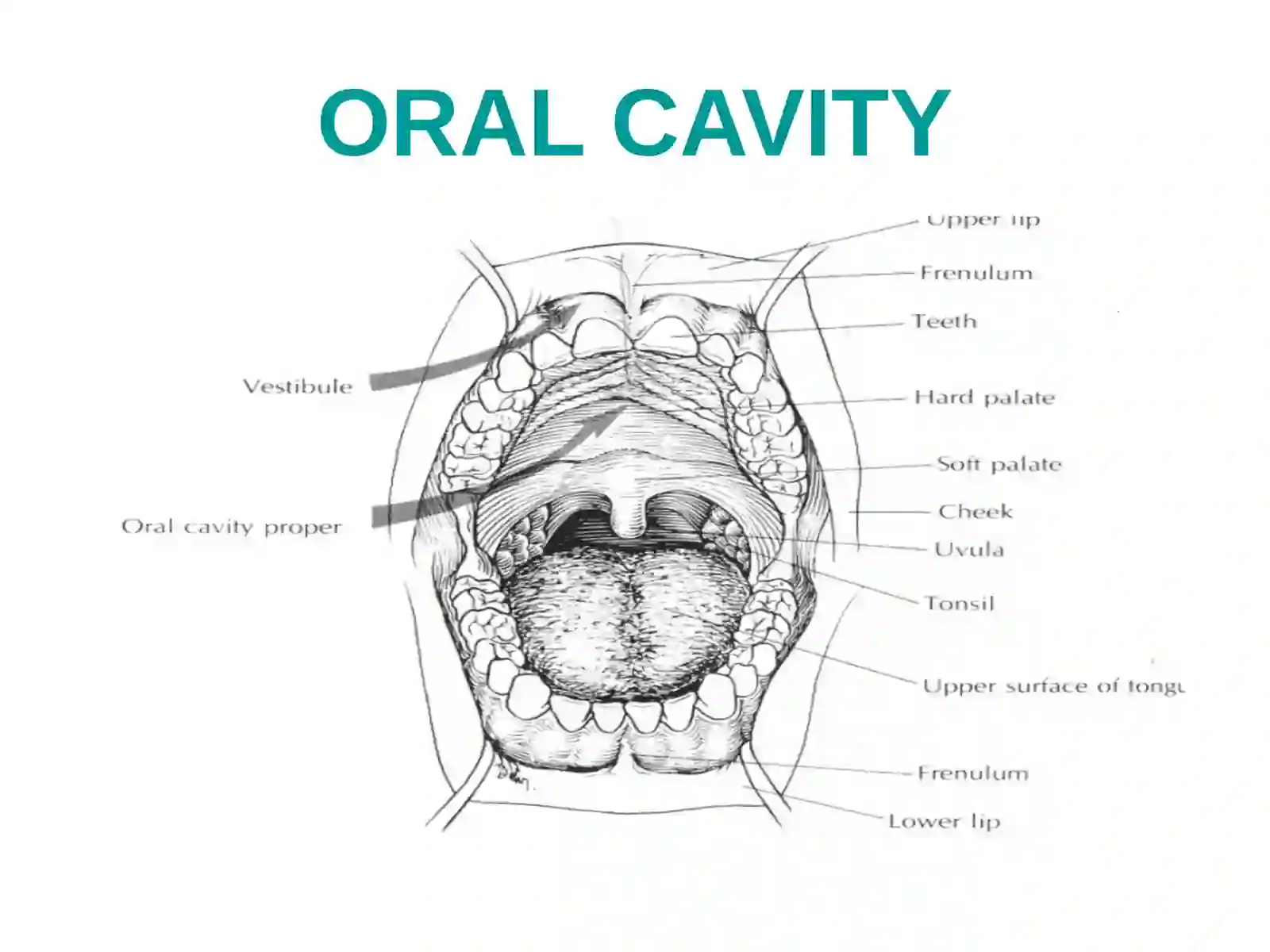 Oral Cavity 3