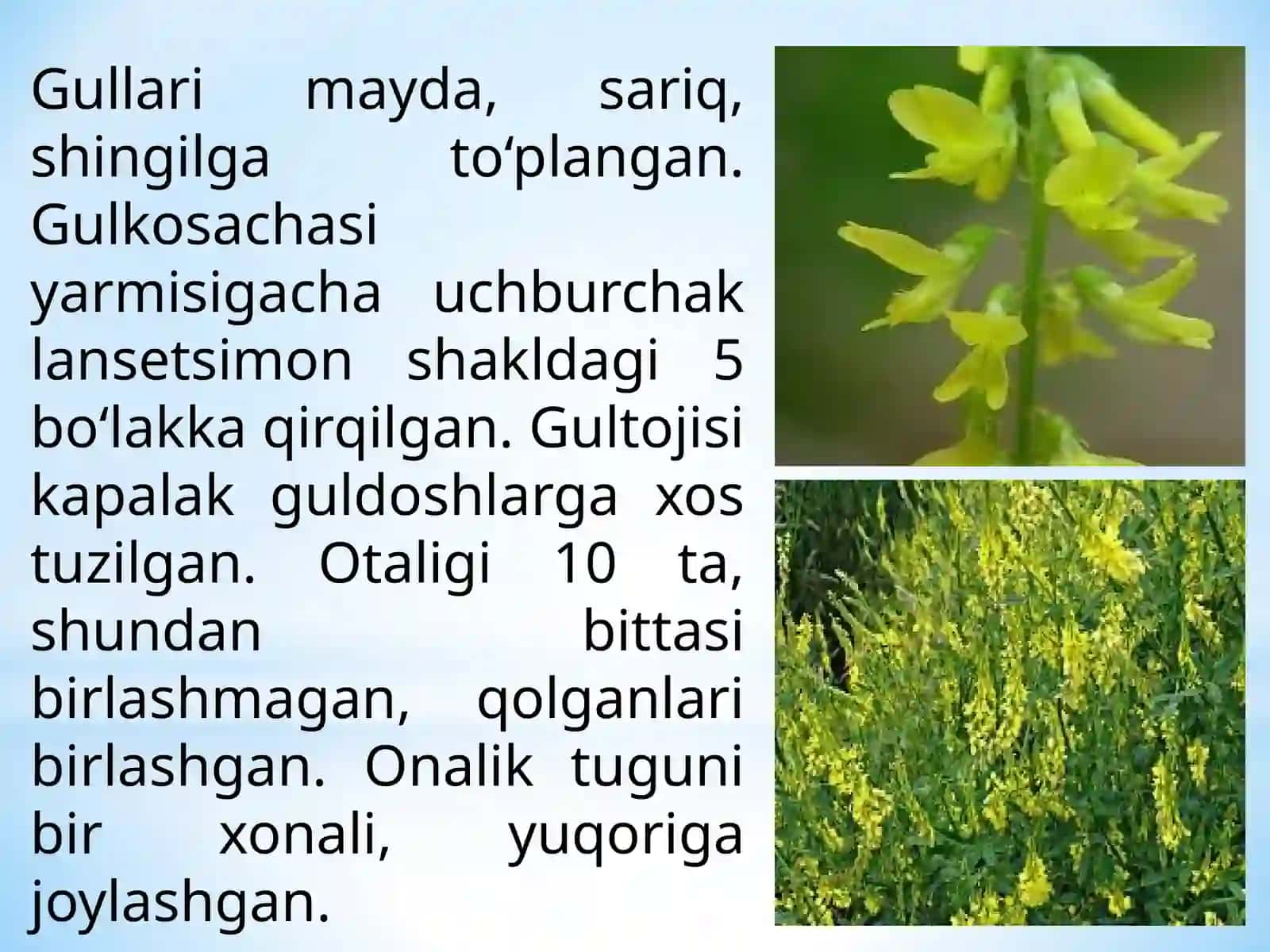 IKKI YILLIK DORIVOR O‘SIMLIKLARNI YETISHTIRISH TEXNOLOGIYASI 3