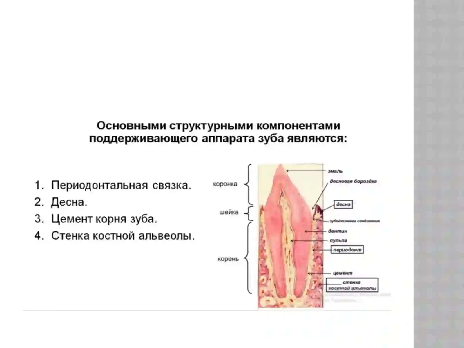 Строение тканей пародонта 3