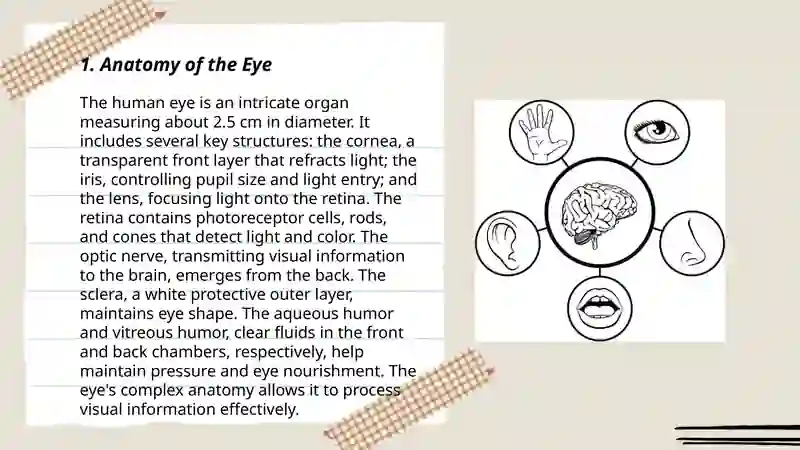 Sensory organs system 3