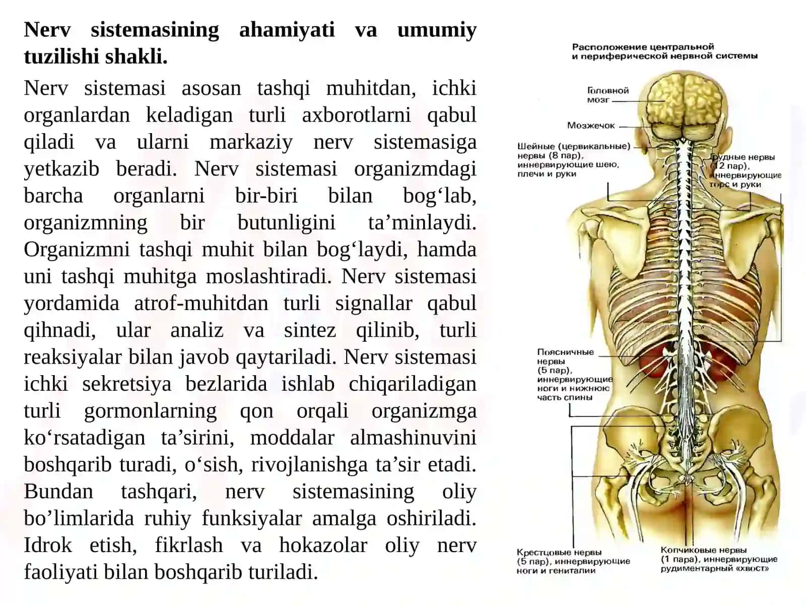 MA’RUZA.Nerv tizimining fiziologiyasi va oliy nerv faoliyatining yosh xususiyatlari 3