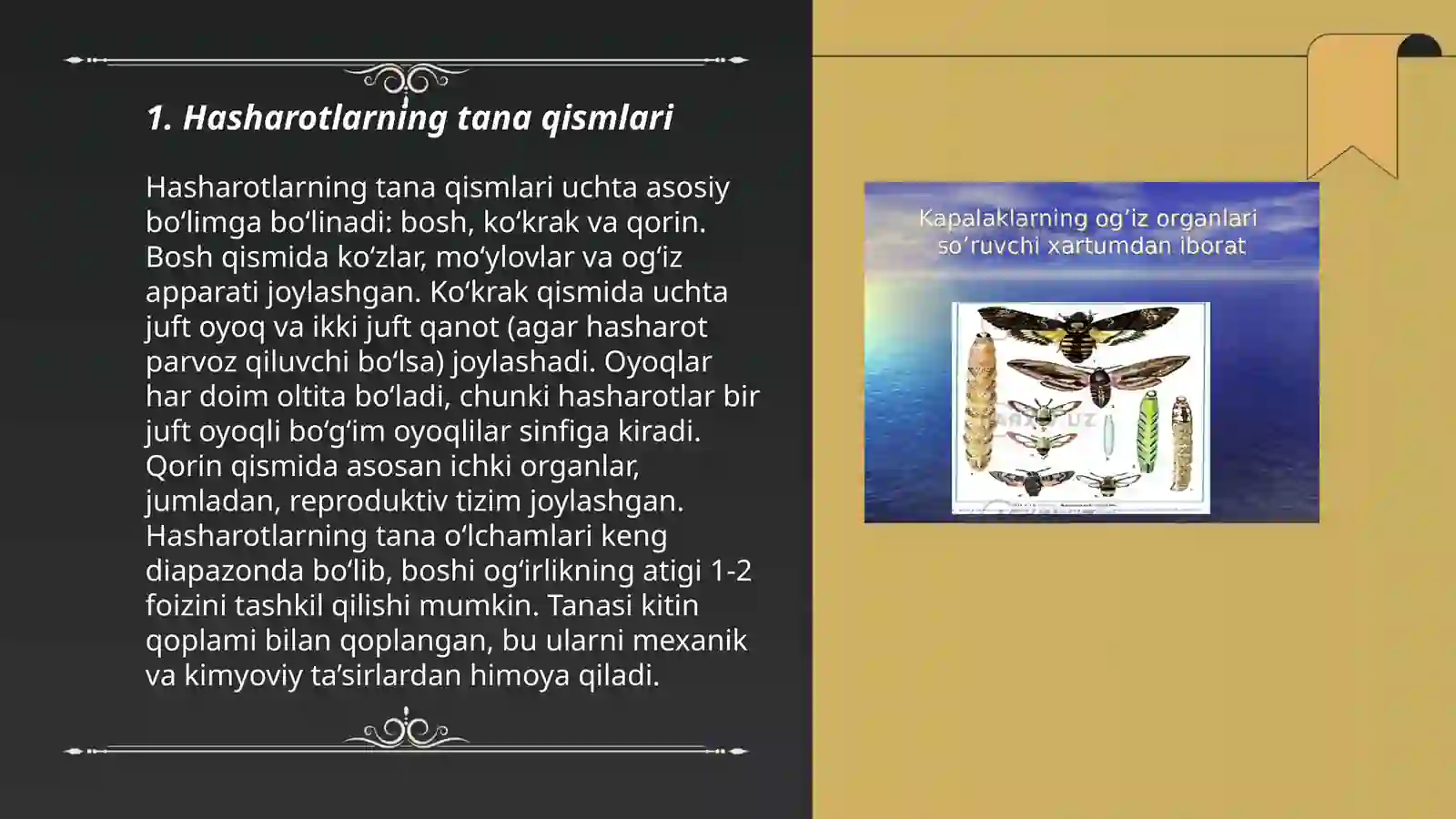 Hasharotlarning ichki va tashqi tuzilishi 3