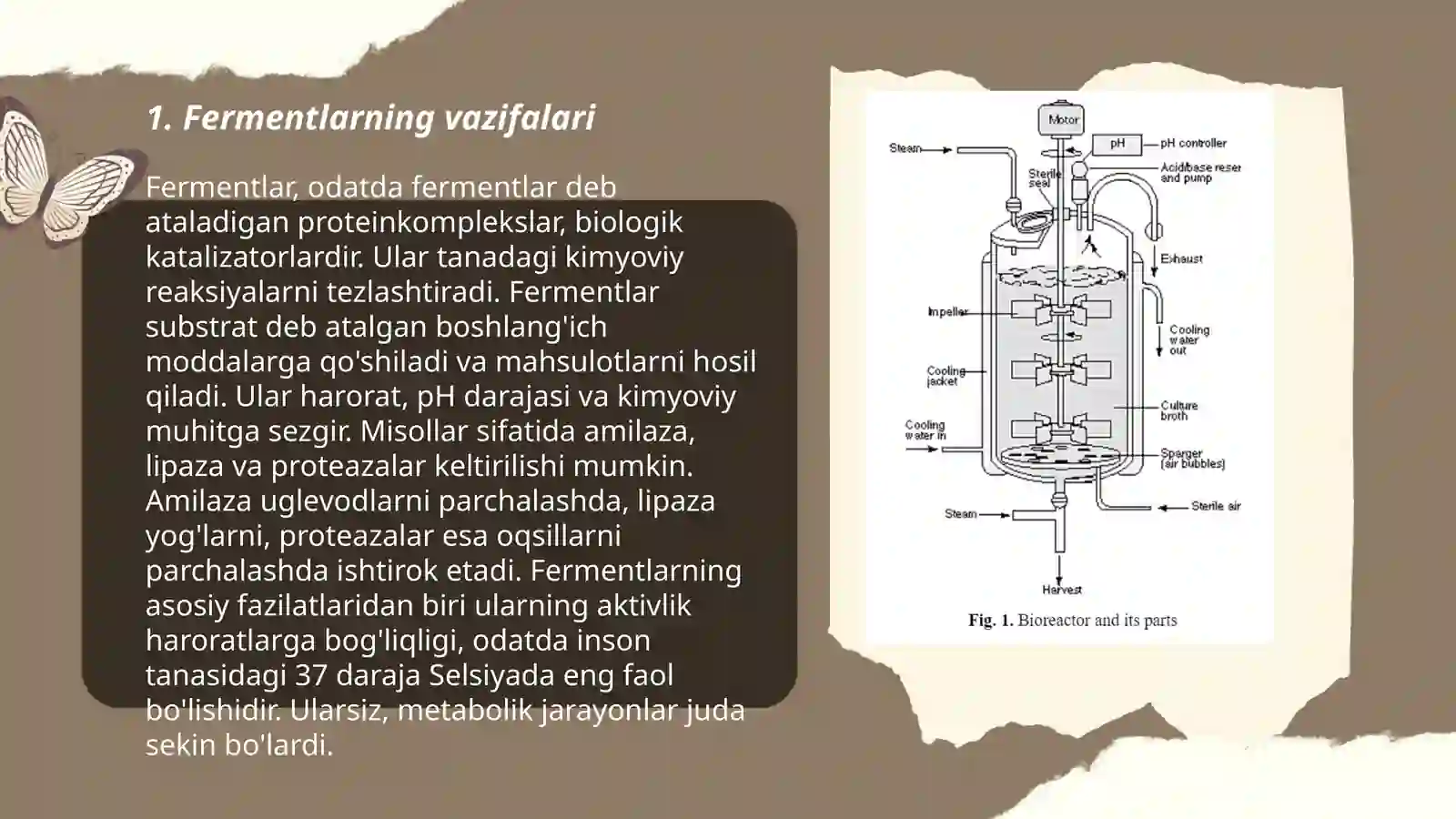 Fermentlar 3
